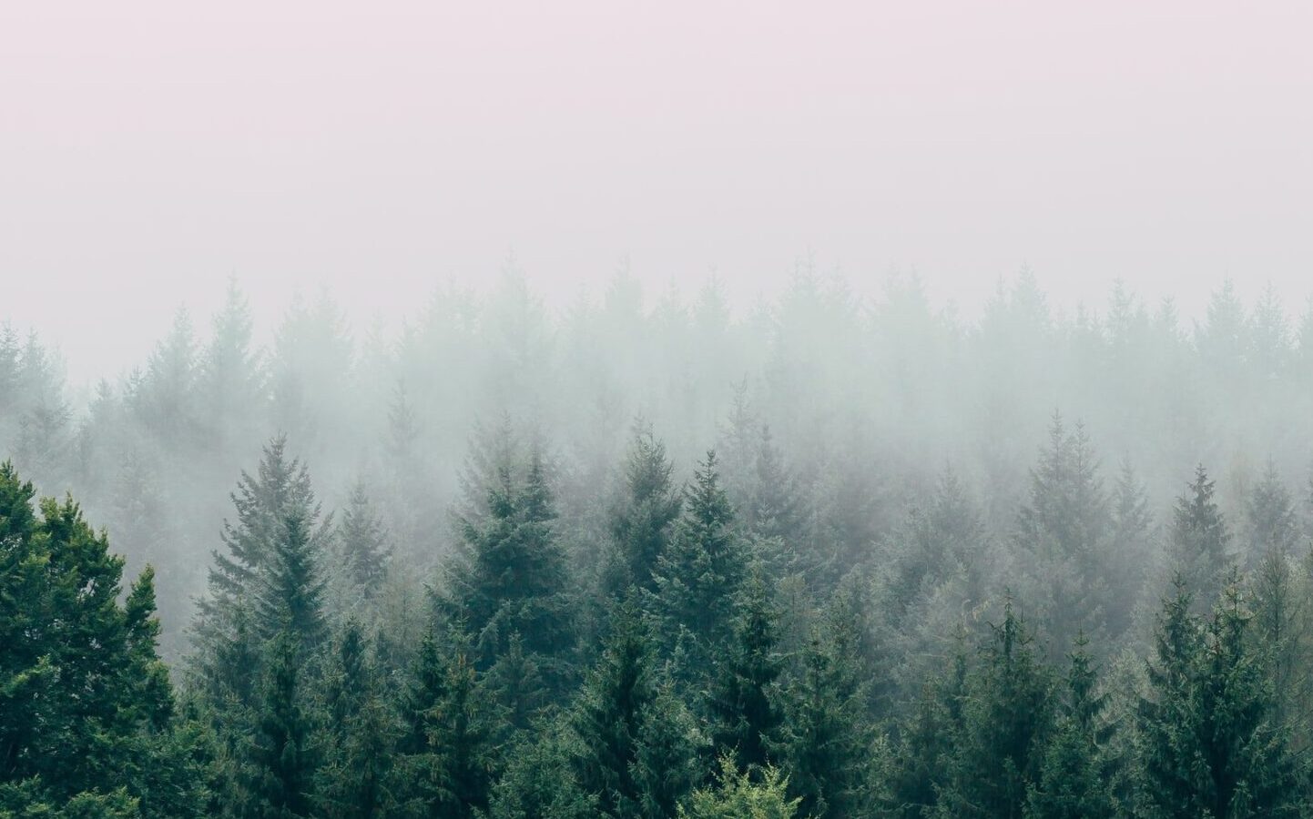 forest of ferns with mist